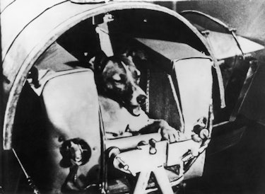 Un retrato de la perra espacial soviética Laika (1954-1957) en su cabina canina especialmente diseñada en...