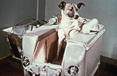Laika, the first dog in space, in the sputnik 2 capsule. (Photo by: Sovfoto/Universal Images Group v...