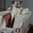Laika, the first dog in space, in the sputnik 2 capsule. (Photo by: Sovfoto/Universal Images Group v...