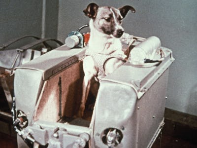 Laika, the first dog in space, in the sputnik 2 capsule. (Photo by: Sovfoto/Universal Images Group v...