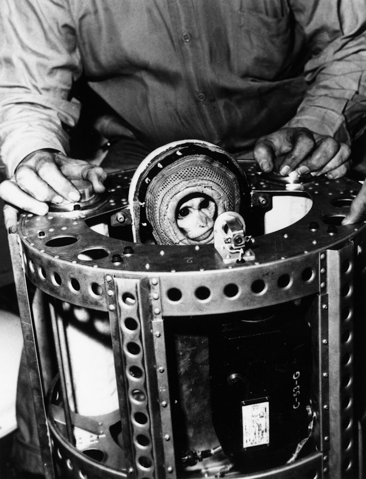 10th December 1959:  Rhesus monkey Sam on board the USS Borie after he travelled 55 miles high and 2...