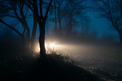 Late evening, comes to the night. Foggy light, in trees, forest, like in a scary campfire story