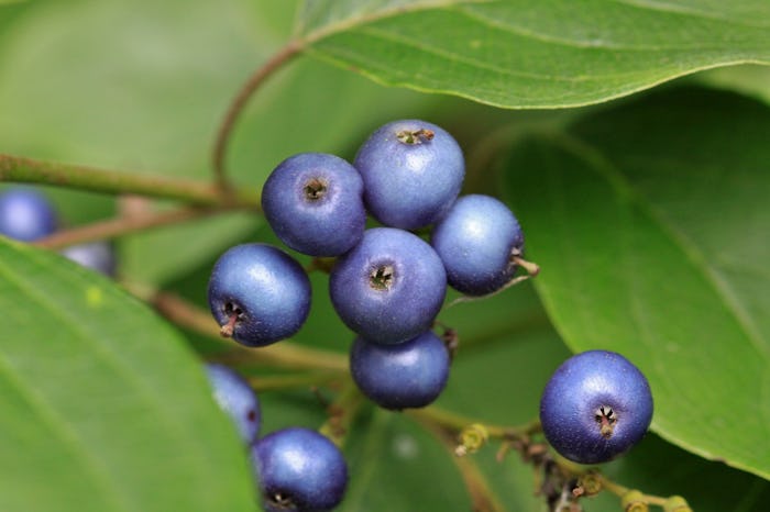 giving elderberry to kids to prevent illness isn't always safe