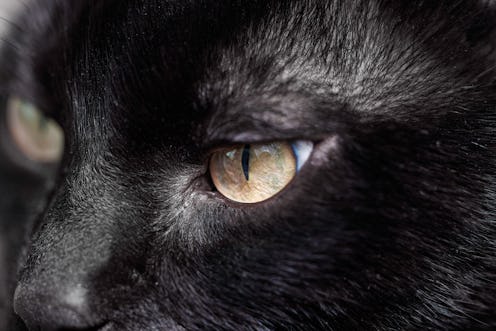 This is a close-up of a Bombay mamba black cat shot on macro, the cat is staring at the side, and th...