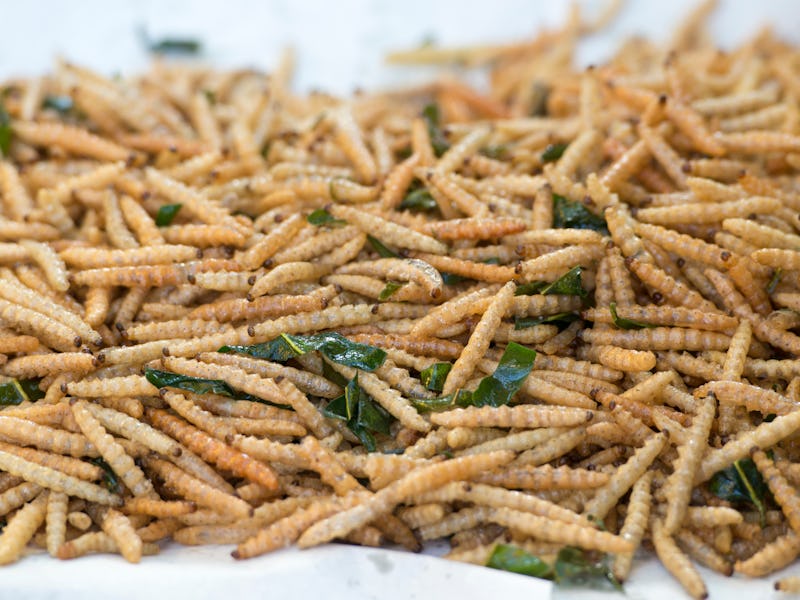 A group of wax worms, whose saliva can break down PE.
