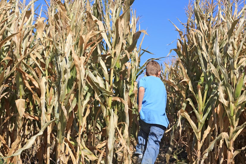 Little boy entering a corn maze.