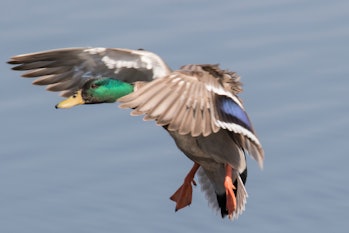 Mallard Duck male landing (Anas platyrhynchos) San Joaquin Reserve, California
