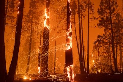 Trees burn in a forest during a wildfire in California, U.S. Photographer: David Odisho/Bloomberg