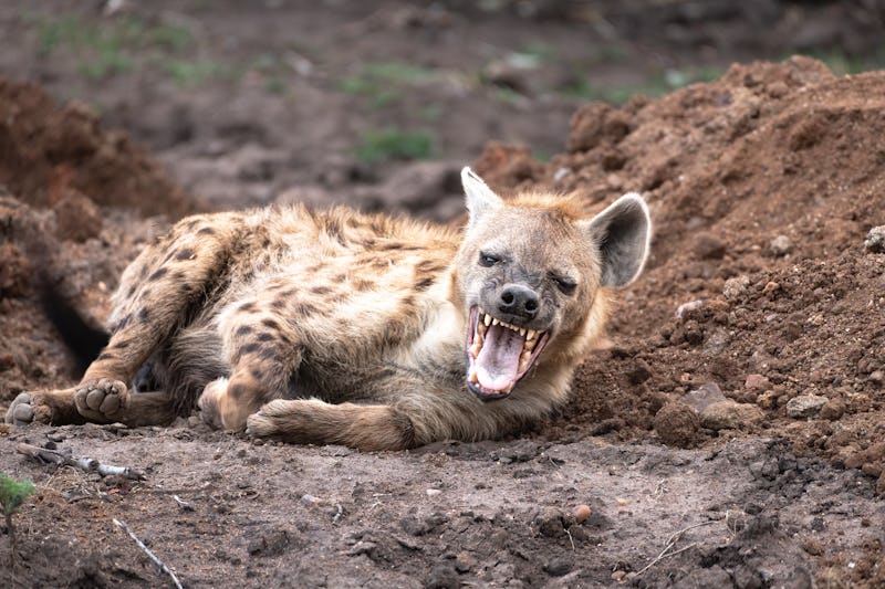 Spotted Hyena in the Serengeti