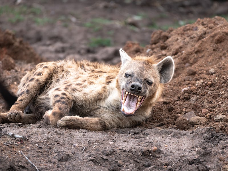 Spotted Hyena in the Serengeti