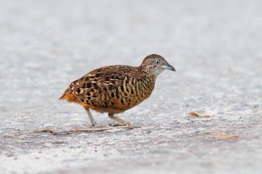 Barred buttonquail looking at bug on path in Lorong Halus.
