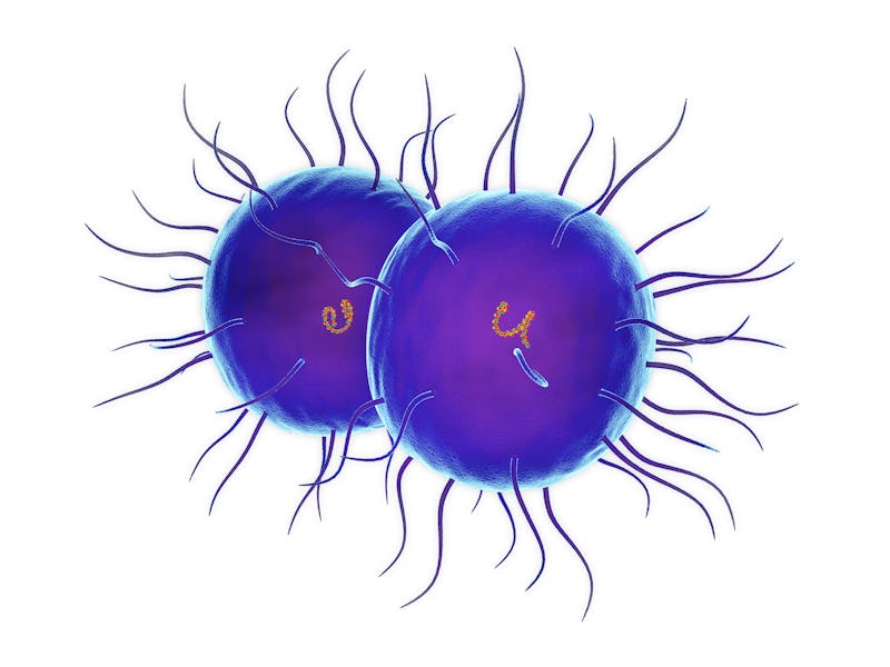 Illustration of Neisseria gonorrhoeae bacteria. This Gram-negative bacteria causes the sexually tran...