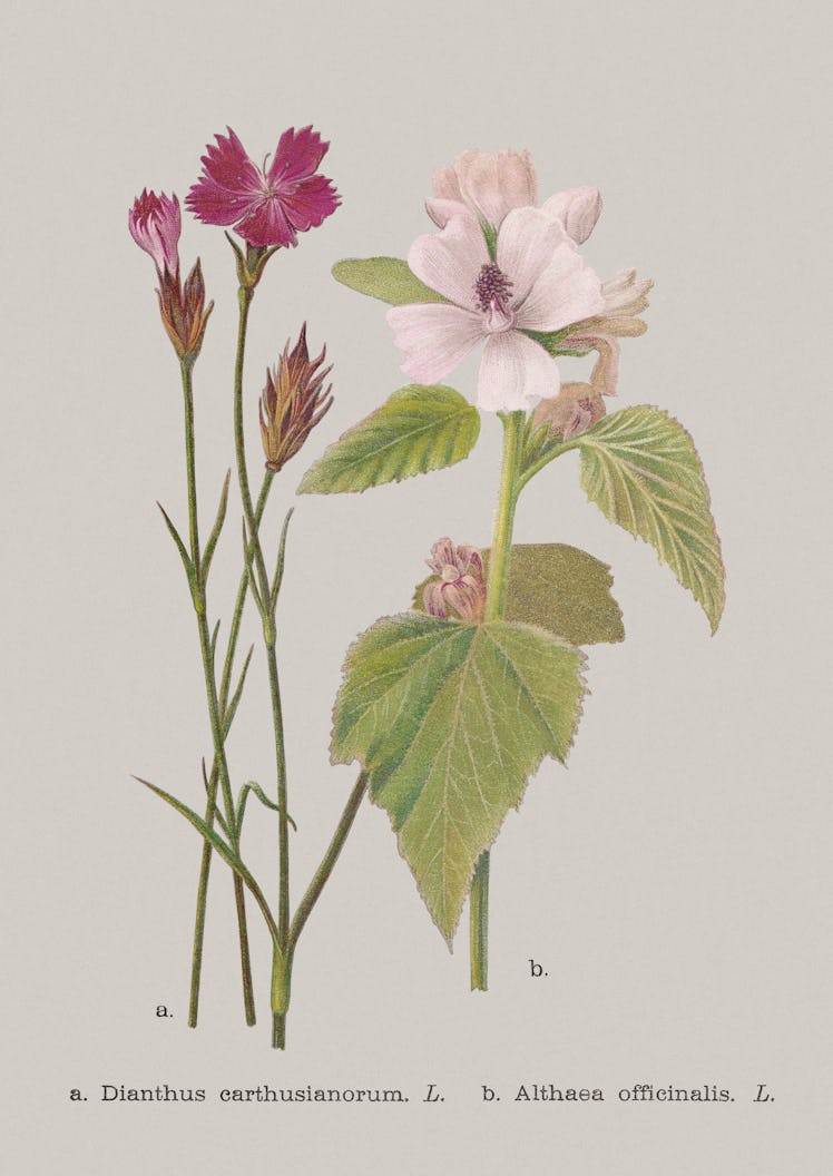 Autumn flowers (Caryophyllaceae, Malvaceae): a) Carthusian pink (Dianthus carthusianorum); b) Marsh ...