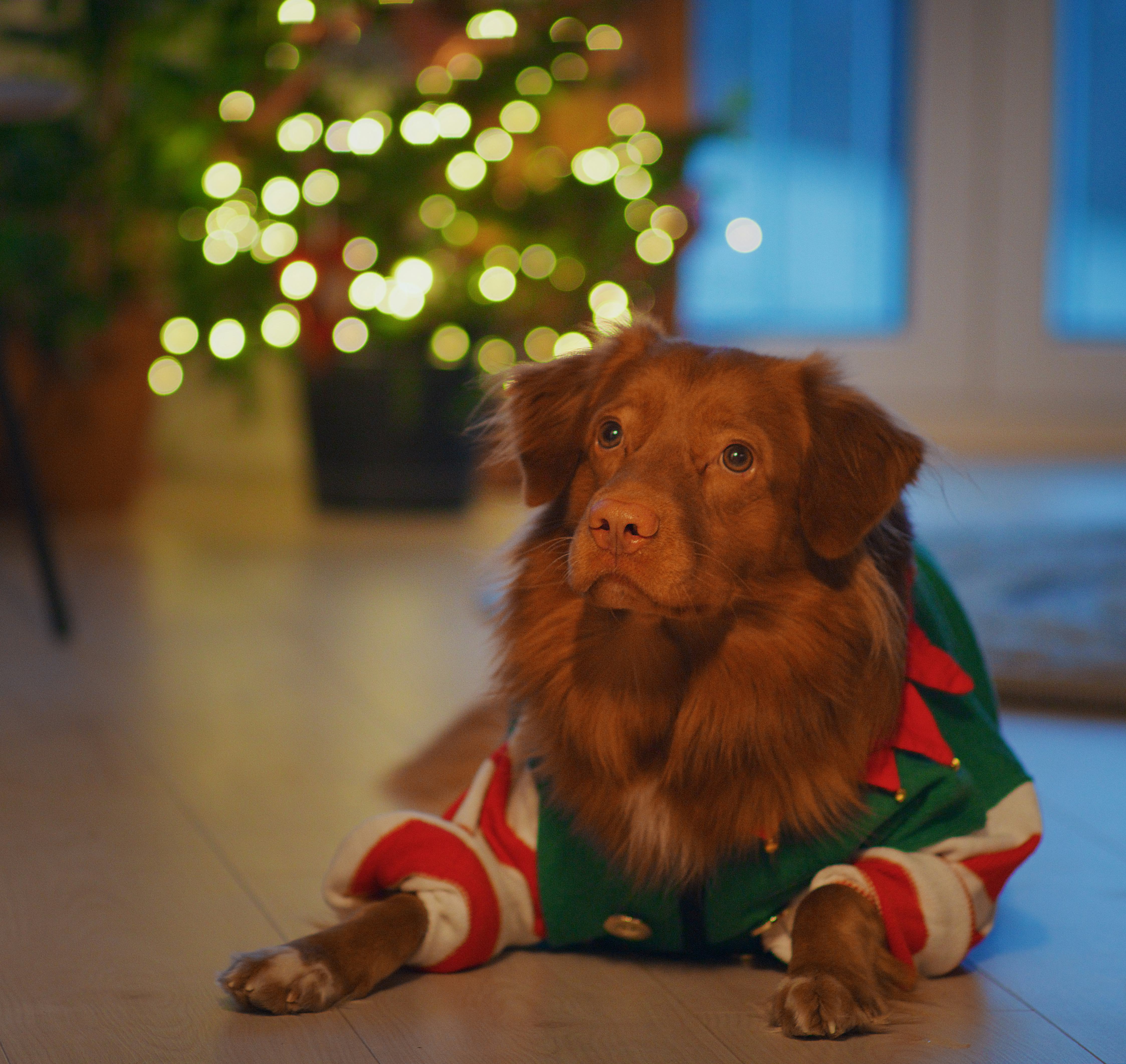 Elf on the shelf dog outlet costume