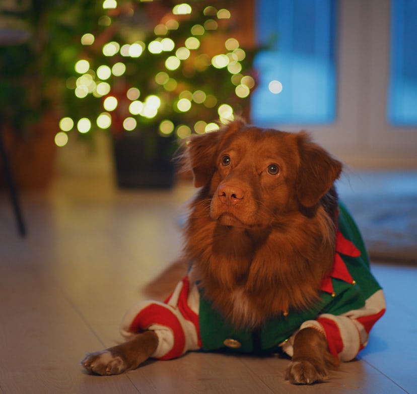 Nova Scotia Duck Tolling Retriever wearing Santa's Elf outfit as an elf on the shelf pet idea