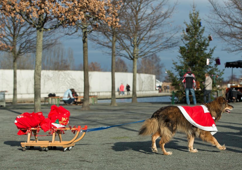 dog pulling a sled as an elf on the shelf with pets idea 