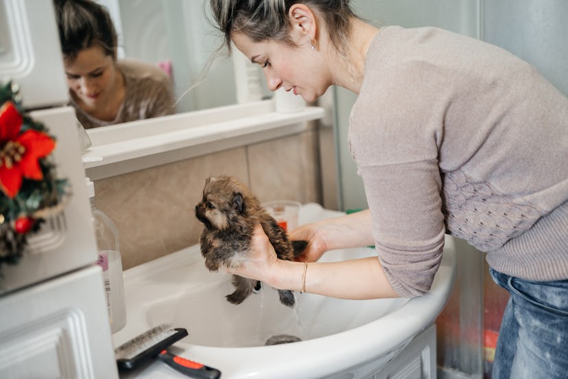 woman washing Pomeranian Spitz puppy in a sink in the bathroom at home