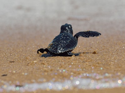 GANJAM, ODISHA, INDIA - 2022/05/16: Olive ridley turtle hatchling makes its way to the sea. This yea...