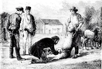 Engraving depicting a sheep being inoculated against anthrax. Dated 19th century. (Photo by: Univers...