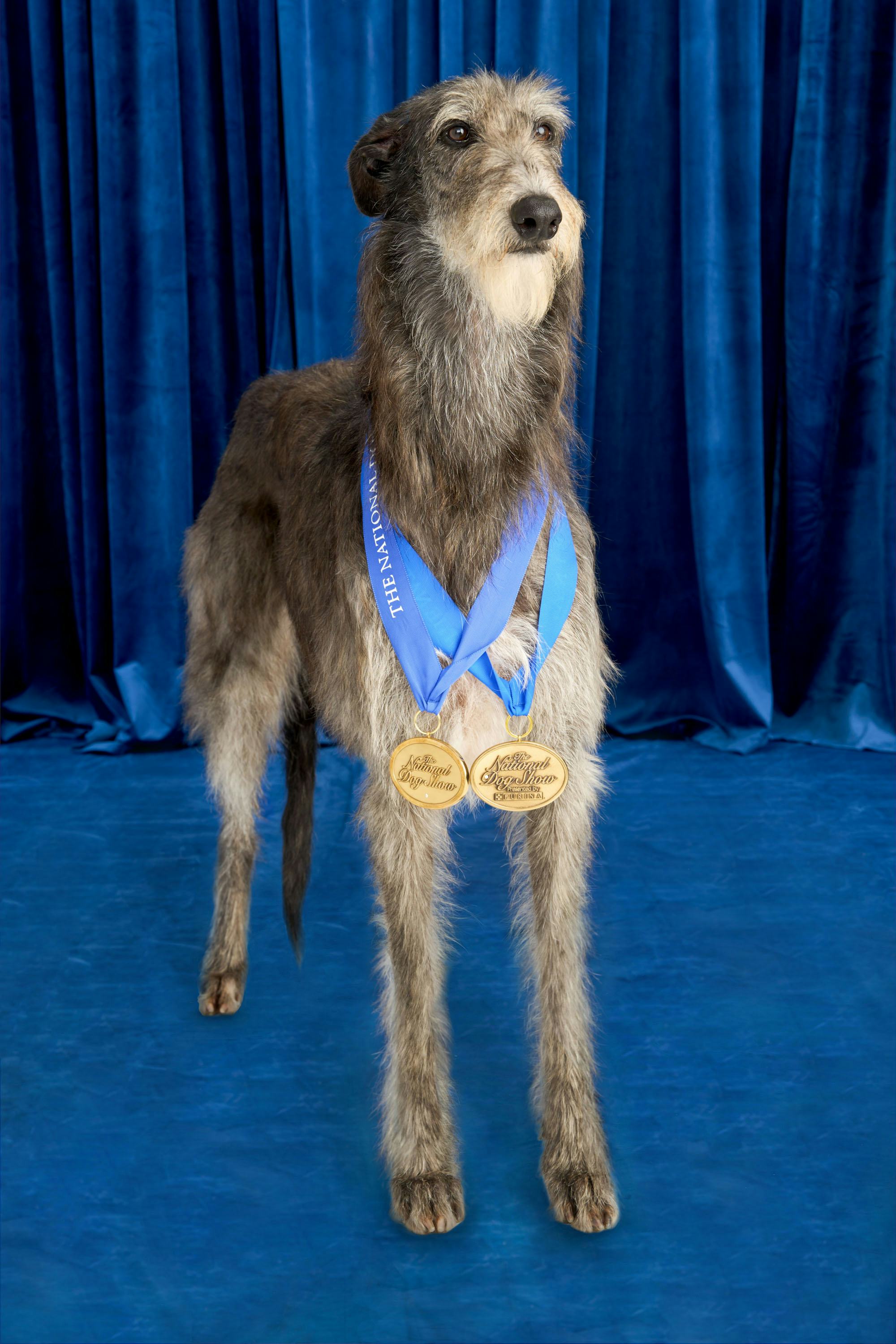 How To Watch The 2022 Thanksgiving Dog Show