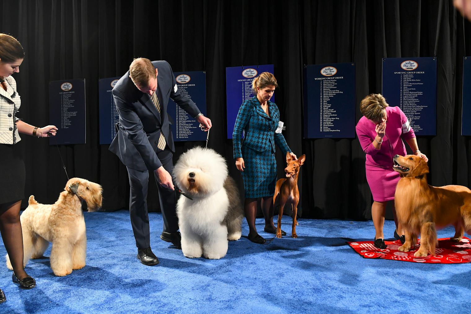 How To Watch The 2022 Thanksgiving Dog Show