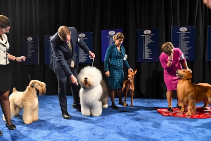 The National Thanksgiving Dog Show is coming.