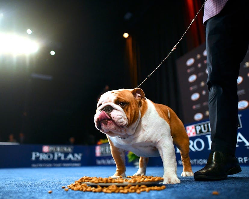 OAKS, PA - NOVEMBER 16: A Bulldog named "Thor" wins the "Best in Show" at the Greater Philadelphia ...