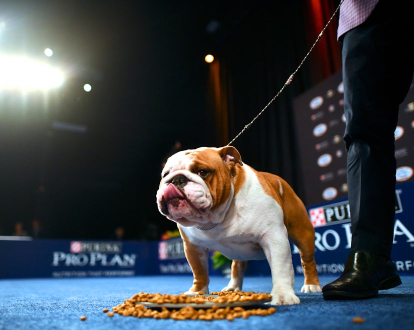 OAKS, PA - NOVEMBER 16:  A Bulldog named "Thor" wins the "Best in Show" at the Greater Philadelphia ...