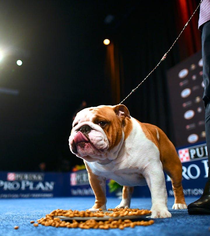 OAKS, PA - NOVEMBER 16:  A Bulldog named "Thor" wins the "Best in Show" at the Greater Philadelphia ...