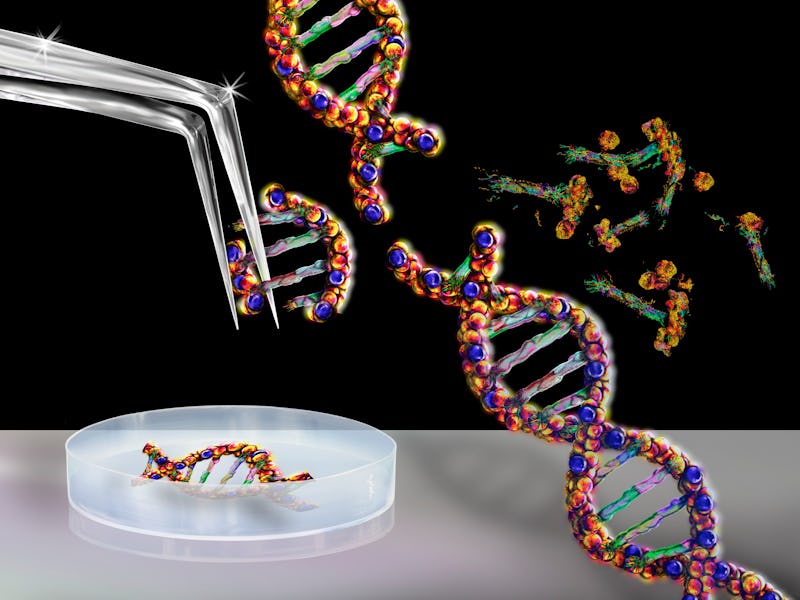 Genetic engineering, conceptual illustration.