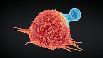 Illustration of a human T cell (blue) attacking a cancer cell (red)