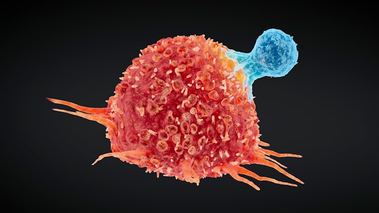 Illustration of a human T cell (blue) attacking a cancer cell (red)