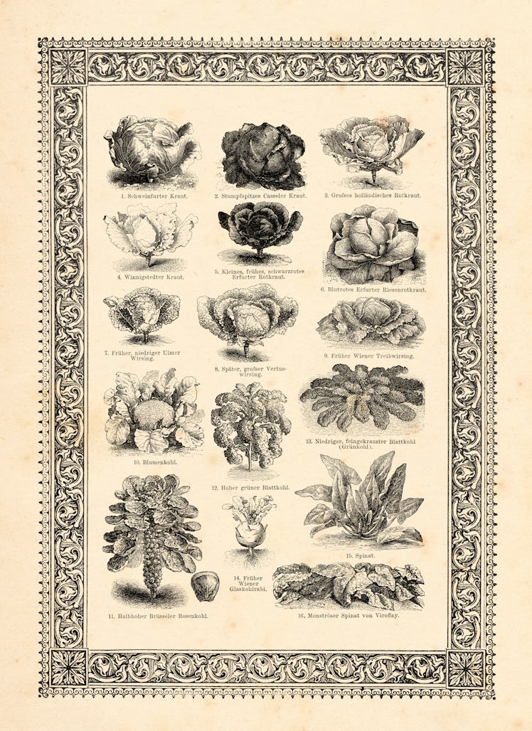 Collection of different leaf vegetables in a garden 1896
Original edition from my own archives
Sourc...