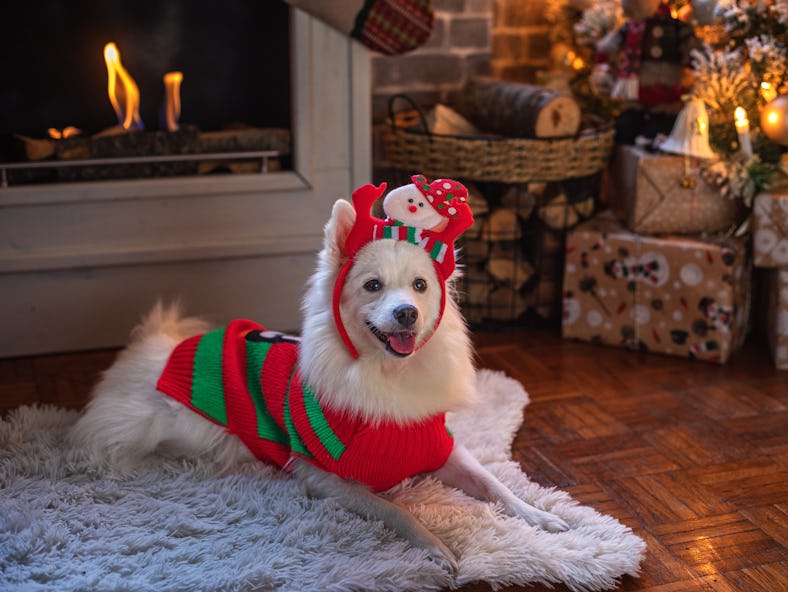 Check out these dog Advent calendars for 2022 filled with treats.