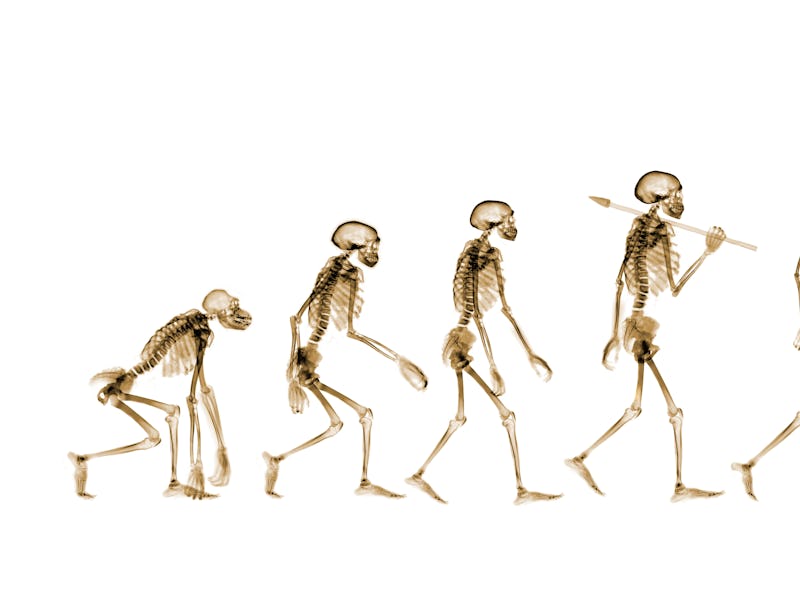 Human evolution, conceptual coloured X-ray.