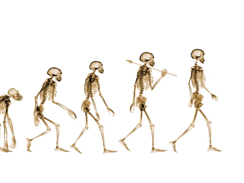 Human evolution, conceptual coloured X-ray.