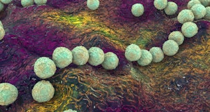 Streptococcus pyogenes bacteria. 3D computer illustration of Streptococcus pyogenes, or group-A Stre...