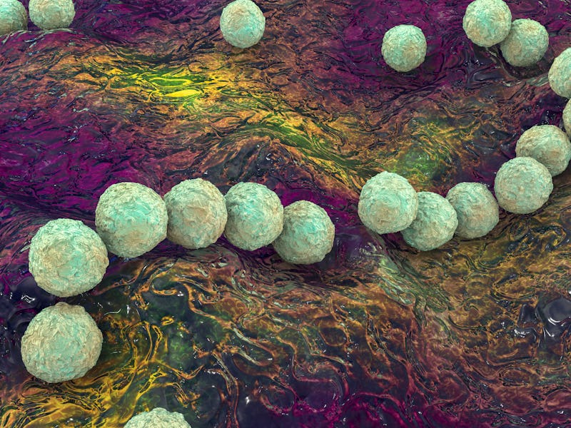 Streptococcus pyogenes bacteria. 3D computer illustration of Streptococcus pyogenes, or group-A Stre...