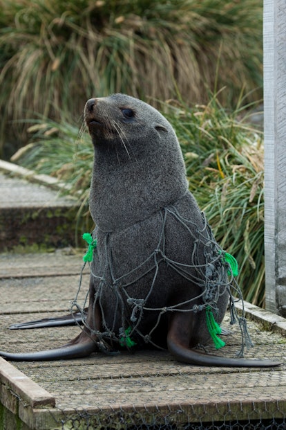 Antarctic fur seal trapped in fishing net.