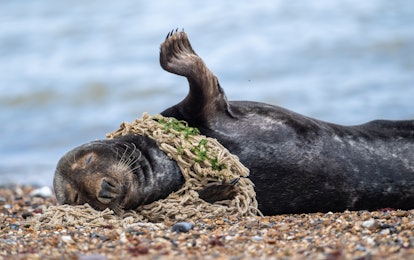 A grey seal with fishing net tangled around its neck amongst the colony on the beach at Horsey in No...