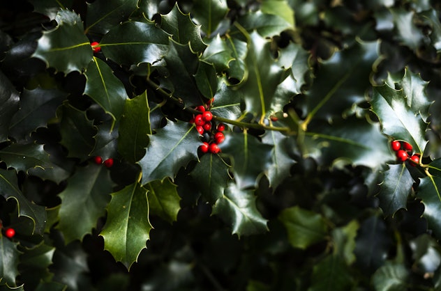 Close-up of European holly plant and fruit at Biel, Switzerland in a list of Elf on the shelf names.