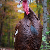 Turkeys are weirder birds than you think. Here are 9 surprising facts