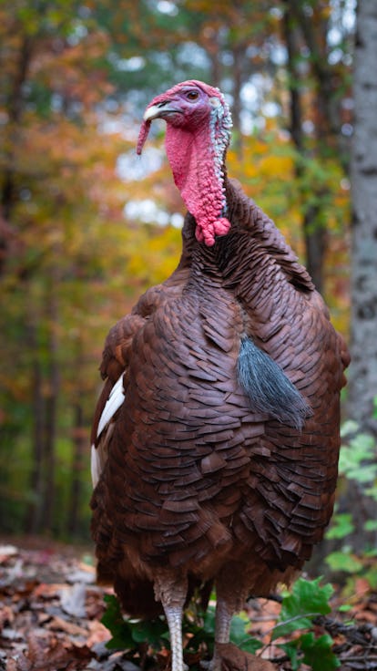 Turkeys are weirder birds than you think. Here are 9 surprising facts Turkeys are weirder birds than you think. Here are 9 surprising facts
