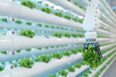 Automatic Agricultural Technology With Close-up View Of Robotic Arm Harvesting Lettuce In Vertical H...