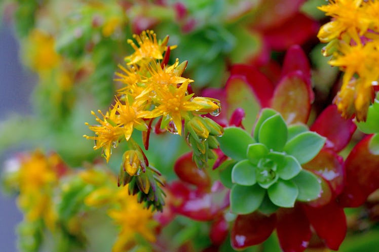 Sedum palmeri, commonly called Palmer’s sedum and Palmer’s stonecrop, is an attractive subshrub with...