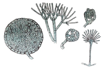 Illustration of a Penicillium glaucum , mold that is used in the making of some types of blue cheese...