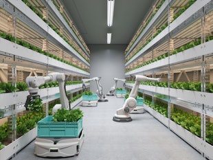 Automatic Agricultural Technology With Robots Harvesting Lettuce In Greenhouse