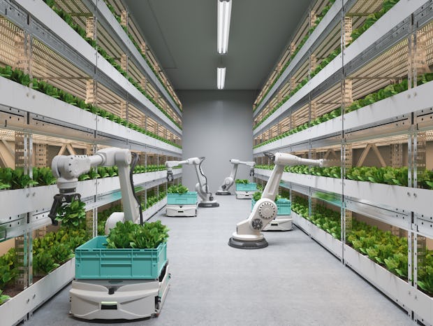 Automatic Agricultural Technology With Robots Harvesting Lettuce In Greenhouse