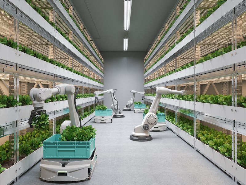 Automatic Agricultural Technology With Robots Harvesting Lettuce In Greenhouse