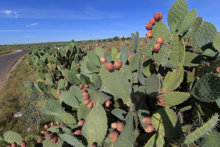 A pictures shows an organic prickly pear field in Zelfen near Kasserine, in central Tunisia, on Octo...